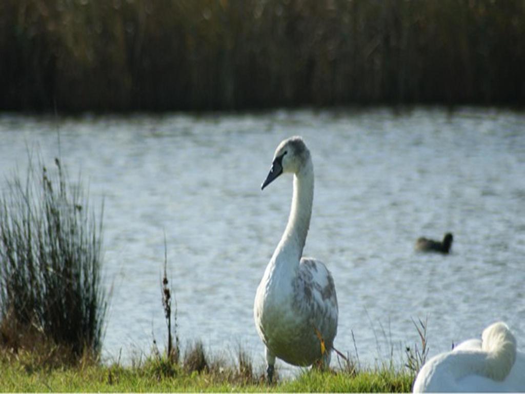 Auplands En-suite Lymington