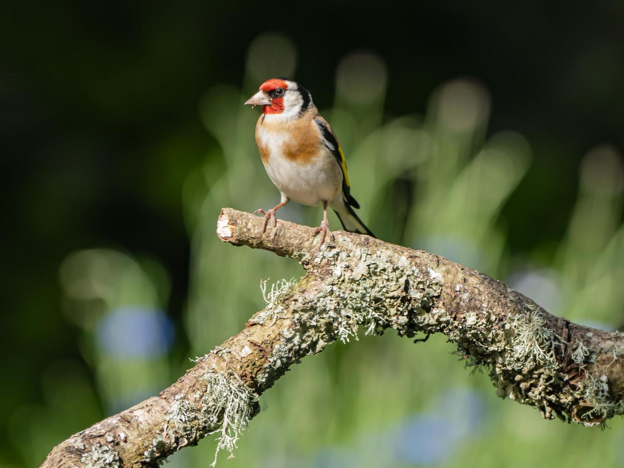 Bed & Breakfast Wildwood Lymington