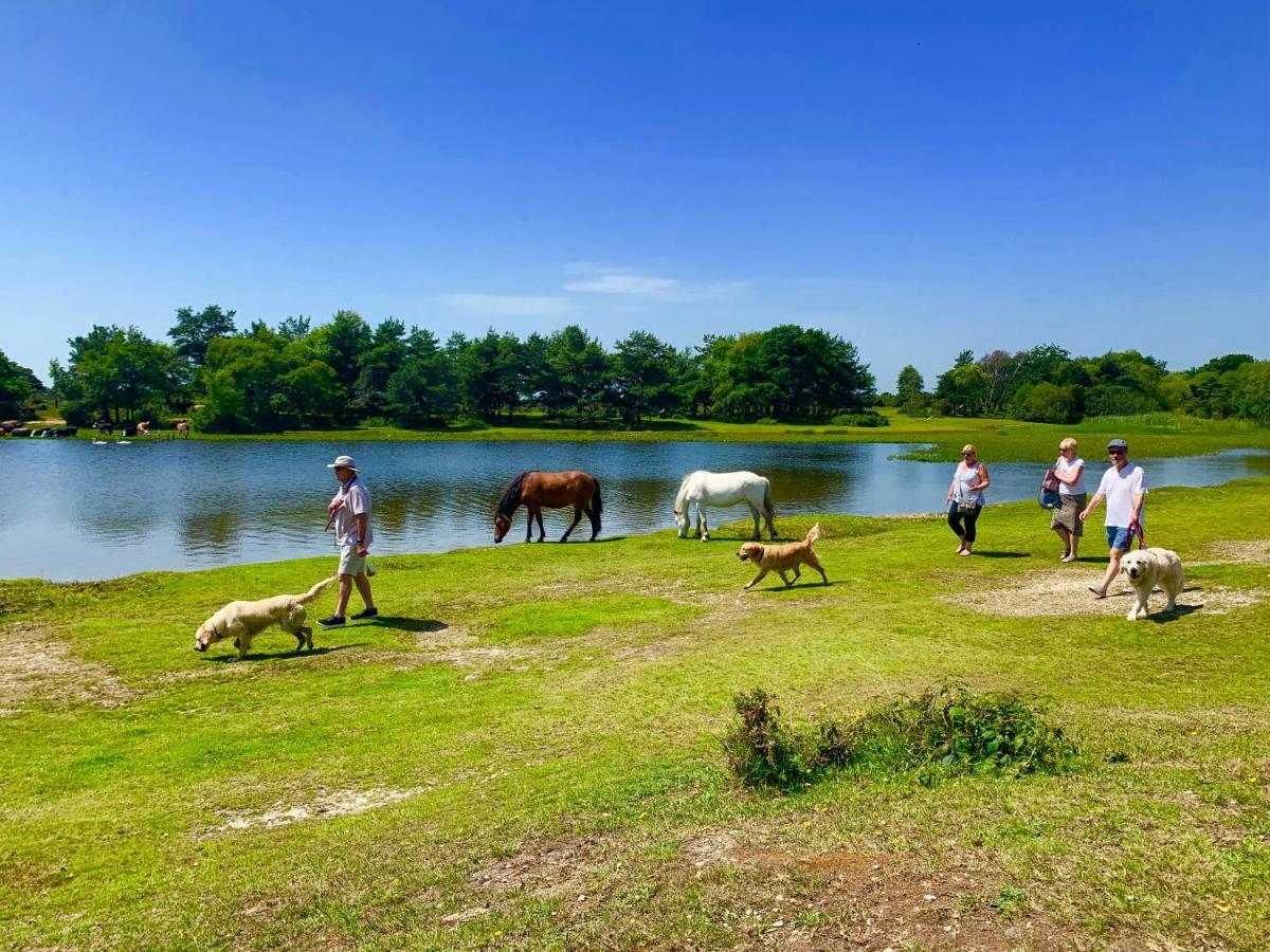 Campsite Forest Shorefield Park