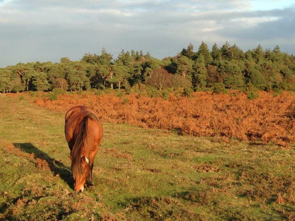 Beautiful New Forest Getaway